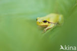 Europese boomkikker (Hyla arborea)