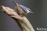 Europese Boomklever (Sitta europaea)