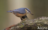 Europese Boomklever (Sitta europaea)