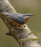 Europese Boomklever (Sitta europaea)