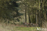 European Mouflon (Ovis orientalis)