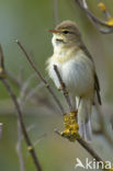 Willow Warbler (Phylloscopus trochilus)