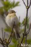 Willow Warbler (Phylloscopus trochilus)