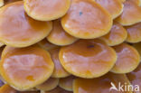 velvet shank (Flammulina velutipes)