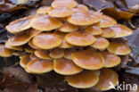 velvet shank (Flammulina velutipes)