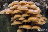 velvet shank (Flammulina velutipes)