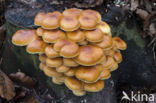 velvet shank (Flammulina velutipes)