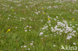 Friesland