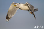 Geelpootmeeuw (Larus cachinnans)