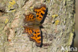 Comma (Polygonia c-album)