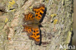 Gehakkelde aurelia (Polygonia c-album)