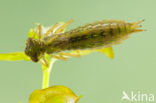 Getande glazenmaker (Aeshna serrata)