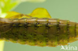 Aeshna serrata