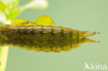 Aeshna serrata
