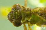 Aeshna serrata