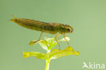 Getande glazenmaker (Aeshna serrata)