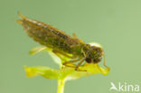Aeshna serrata