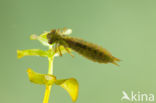 Getande glazenmaker (Aeshna serrata)