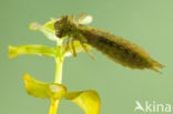 Getande glazenmaker (Aeshna serrata)