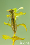Aeshna serrata