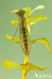 Aeshna serrata