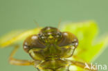 Aeshna serrata