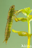 Aeshna serrata