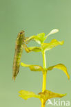 Aeshna serrata
