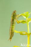 Aeshna serrata