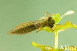 Getande glazenmaker (Aeshna serrata)