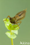 Aeshna serrata