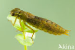 Aeshna serrata