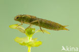 Aeshna serrata