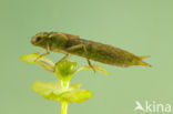 Getande glazenmaker (Aeshna serrata)