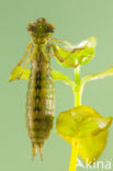 Aeshna serrata