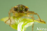 Aeshna serrata
