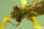 Aeshna serrata