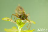 Aeshna serrata