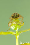Aeshna serrata