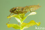 Aeshna serrata