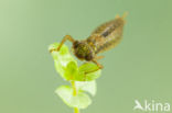 Aeshna serrata