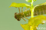 Aeshna serrata