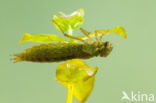 Getande glazenmaker (Aeshna serrata)