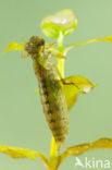 Aeshna serrata
