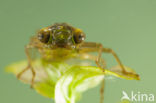 Aeshna serrata