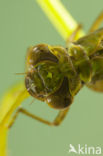 Aeshna serrata