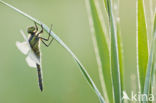 Black-tailed Skimmer (Orthetrum cancellatum)