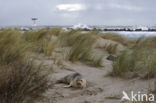 Gewone zeehond (Phoca vitulina)