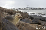 Gewone zeehond (Phoca vitulina)