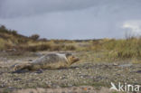 Common Seal (Phoca vitulina)